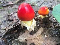 Amanita jacksonii image