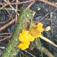 Tremella mesenterica image