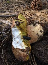 Boletus rex-veris image