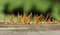 Calocera cornea image