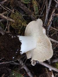 Tricholoma vernaticum image