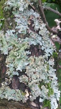 Parmotrema reticulatum image