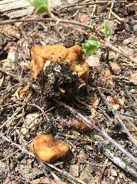 Gyromitra montana image