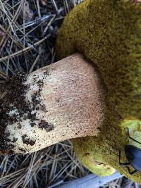 Boletus rex-veris image