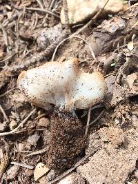 Image of Gyromitra melaleucoides