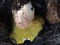 Boletus rex-veris image