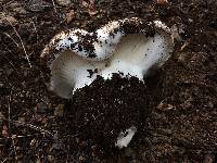 Hygrophorus subalpinus image