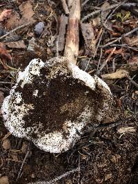 Tricholoma vernaticum image