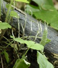 Xylaria hypoxylon image