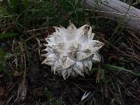 Calvatia sculpta image