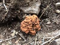 Gyromitra montana image