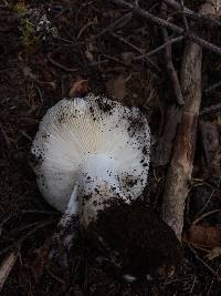 Image of Tricholoma vernaticum