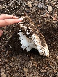 Hygrophorus subalpinus image