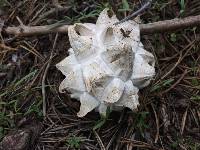 Calvatia sculpta image