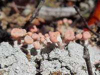 Dibaeis baeomyces image