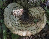 Polyporus squamosus image
