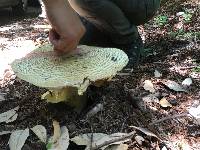 Agaricus augustus image