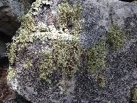 Usnea amblyoclada image