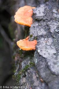 Pycnoporus cinnabarinus image