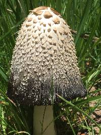 Coprinus comatus image