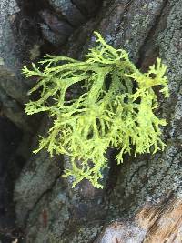 Letharia vulpina image