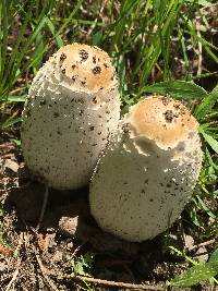 Coprinus comatus image