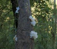 Tremella fuciformis image