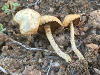 Agrocybe pediades image