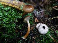 Armillaria novae-zelandiae image