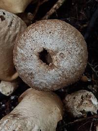 Lycoperdon perlatum image