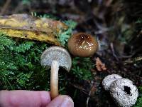 Armillaria novae-zelandiae image