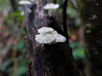 Roridomyces austrororidus image