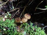 Armillaria novae-zelandiae image