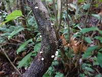 Roridomyces austrororidus image