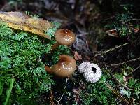 Armillaria novae-zelandiae image