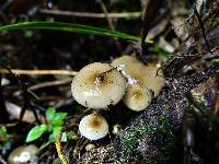 Armillaria novae-zelandiae image