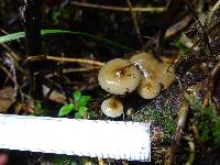 Armillaria novae-zelandiae image