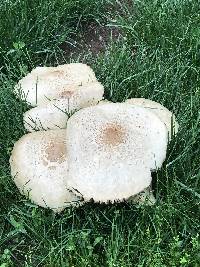 Chlorophyllum molybdites image