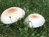 Chlorophyllum molybdites image