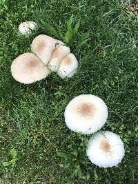 Chlorophyllum molybdites image