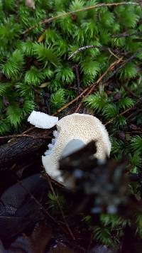 Hydnum ambustum image