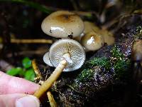 Armillaria novae-zelandiae image