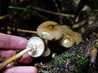 Armillaria novae-zelandiae image