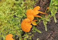 Favolaschia calocera image