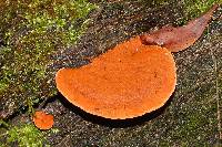 Pycnoporus coccineus image