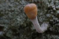 Dibaeis arcuata image