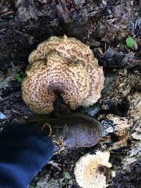 Polyporus squamosus image