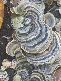 Trametes versicolor image
