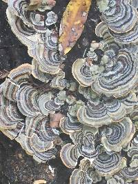 Trametes versicolor image