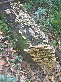 Trametes versicolor image